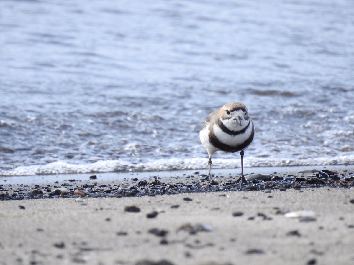 Two-banded Plover - ML198681061
