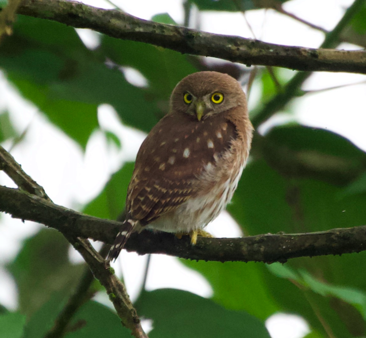Peruvian Pygmy-Owl - Julie Watson