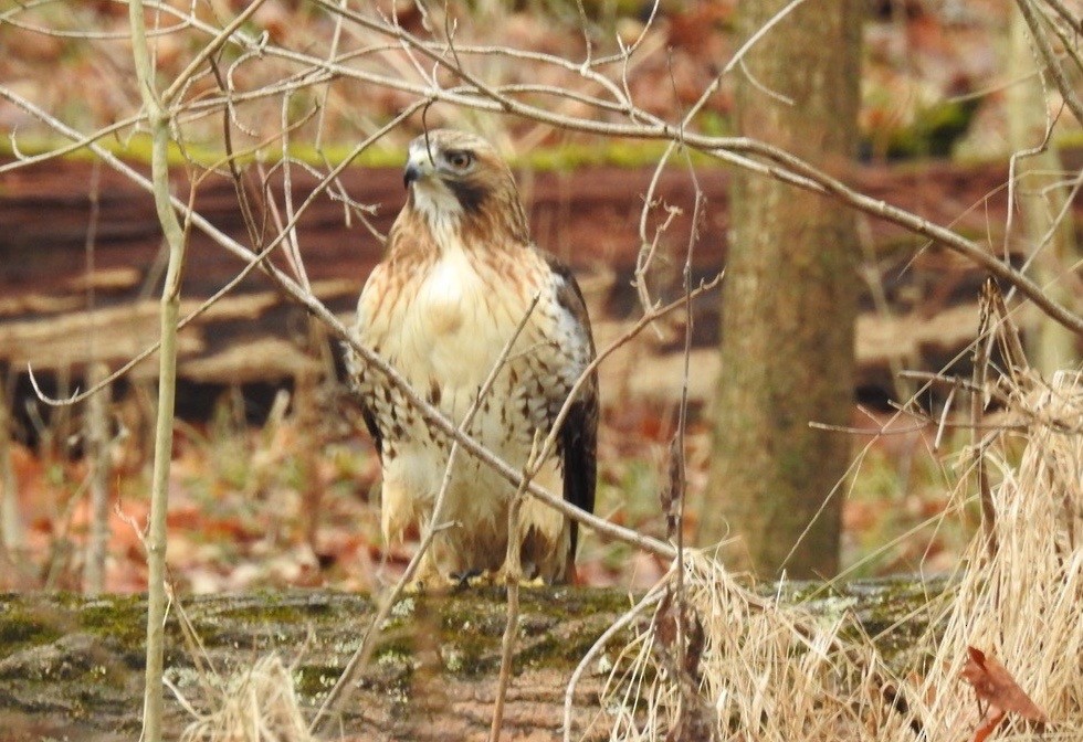 Red-tailed Hawk - ML198682341
