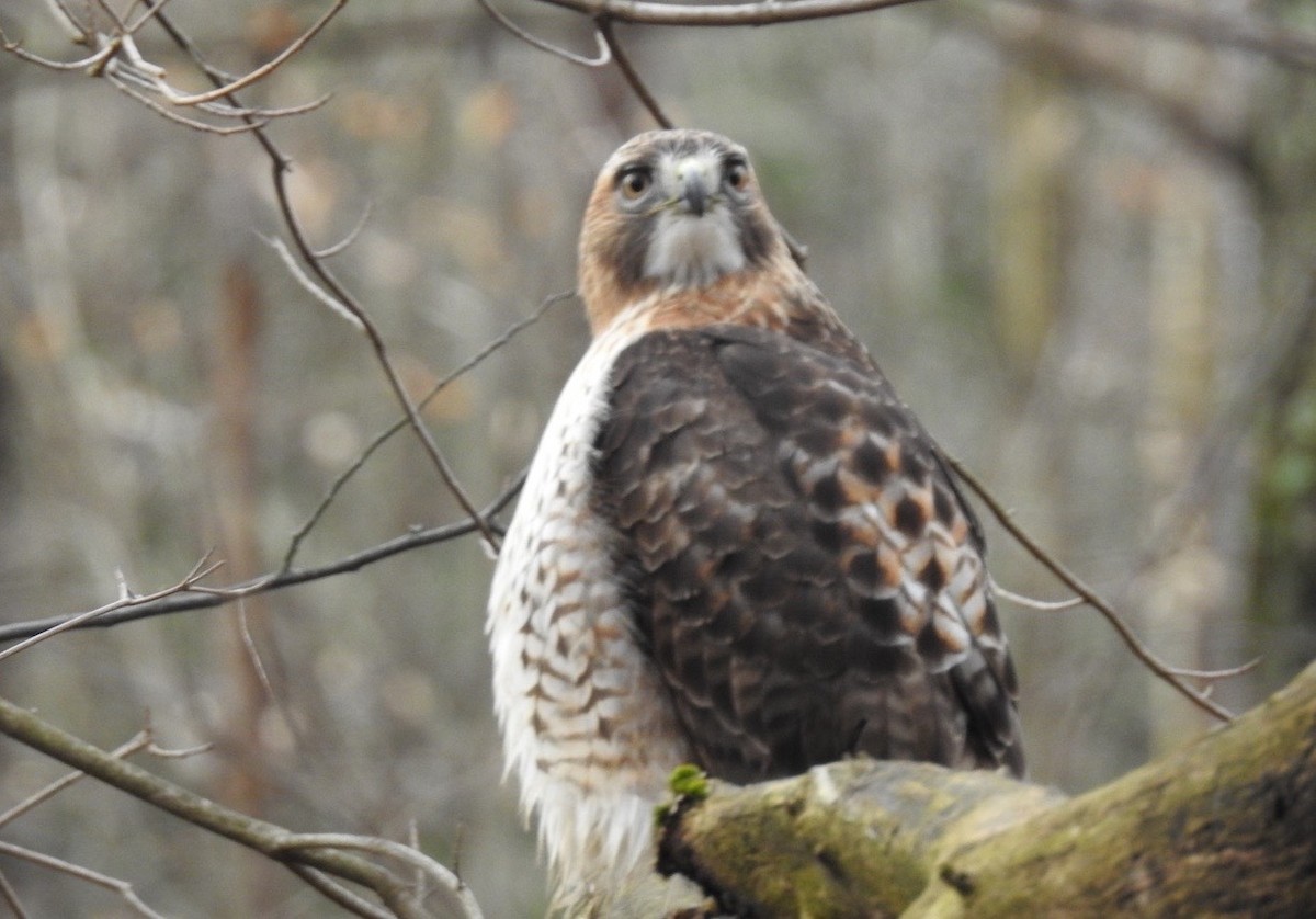Red-tailed Hawk - ML198682351