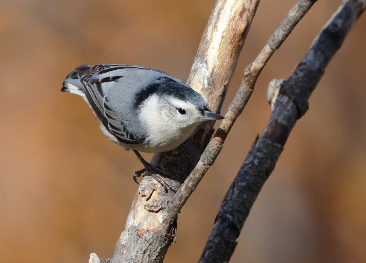 White-breasted Nuthatch - ML198686111