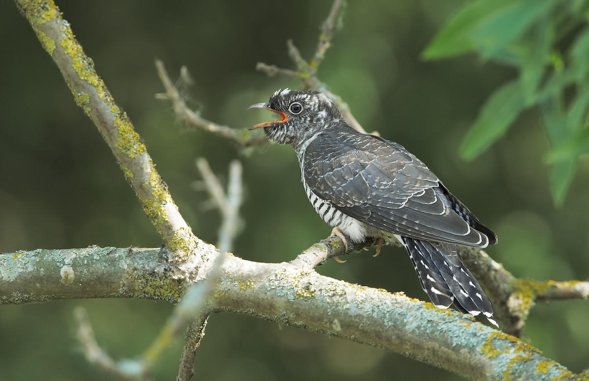 Common Cuckoo - ML198690311