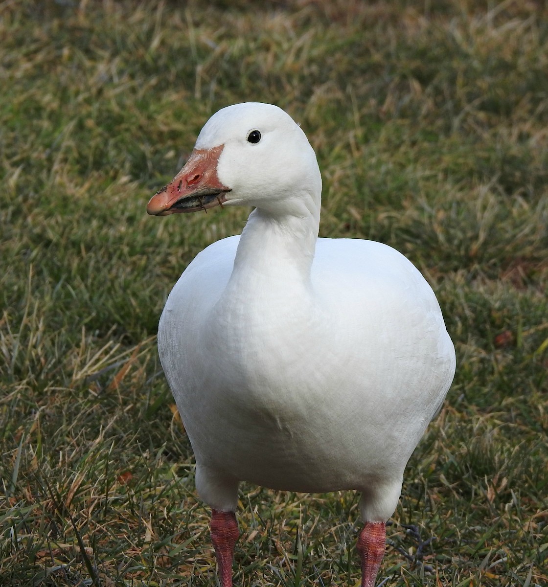 Snow Goose - ML198691141
