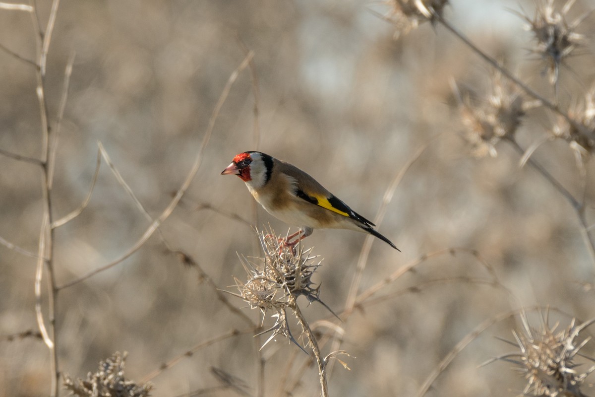 European Goldfinch - Yizhar Amir