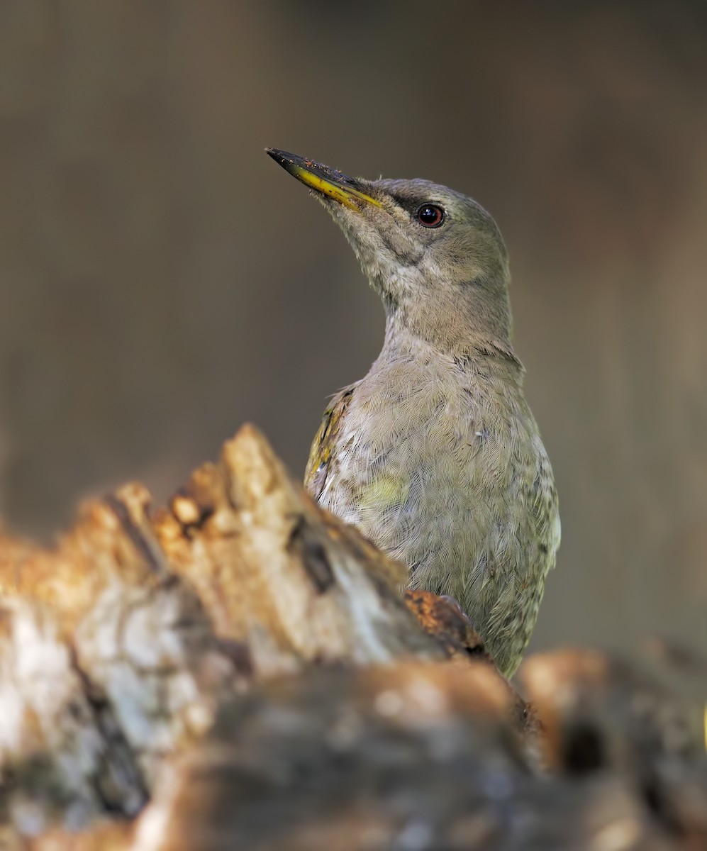 Gray-headed Woodpecker - Marco Valentini