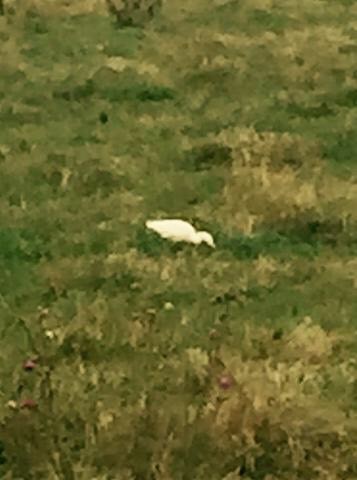 Western Cattle Egret - Virginia Historical Records