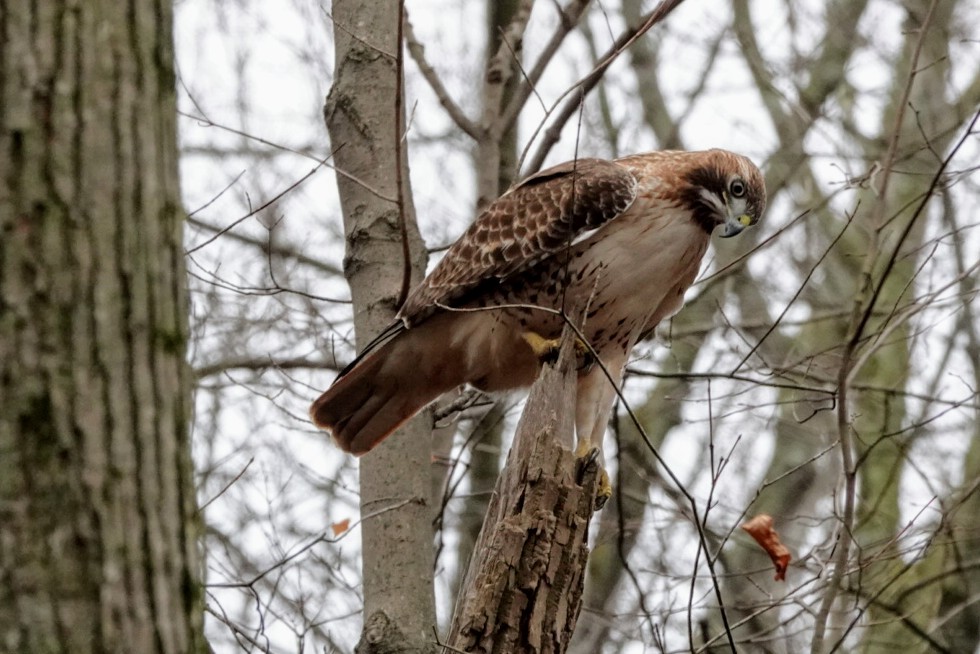 Red-tailed Hawk - ML198698761