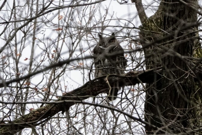 Great Horned Owl - ML198698851