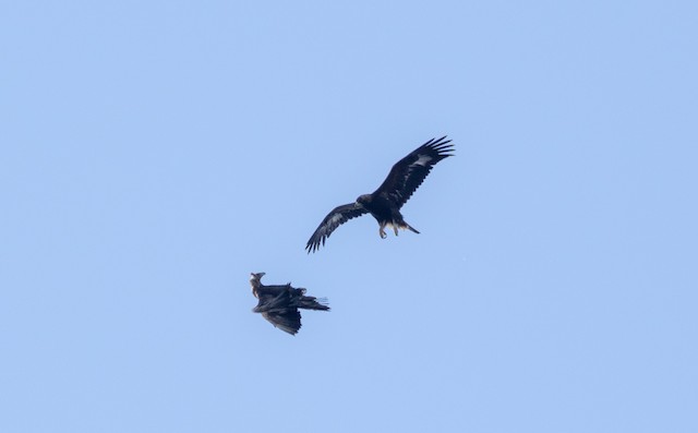Two Golden Eagles interacting. - Golden Eagle - 
