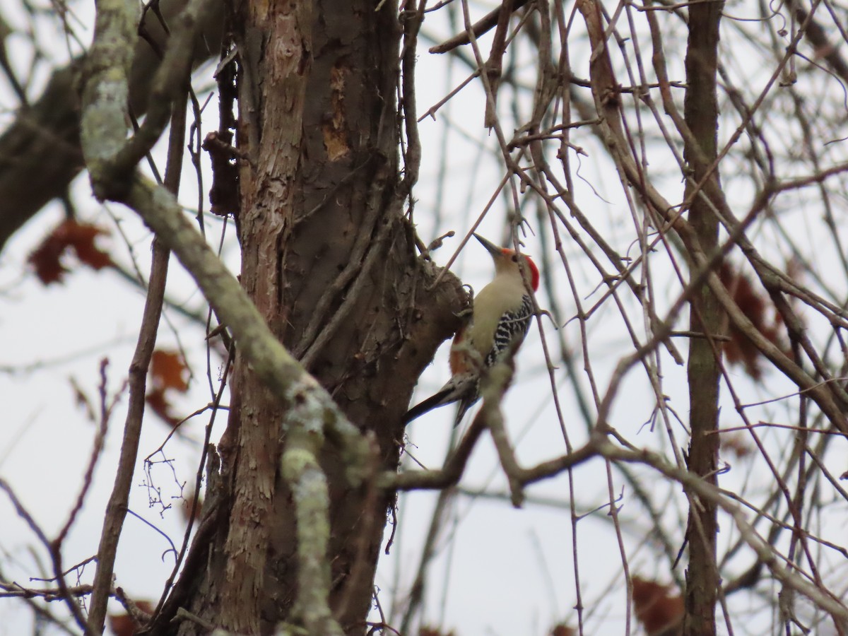 Red-bellied Woodpecker - Susan Carpenter