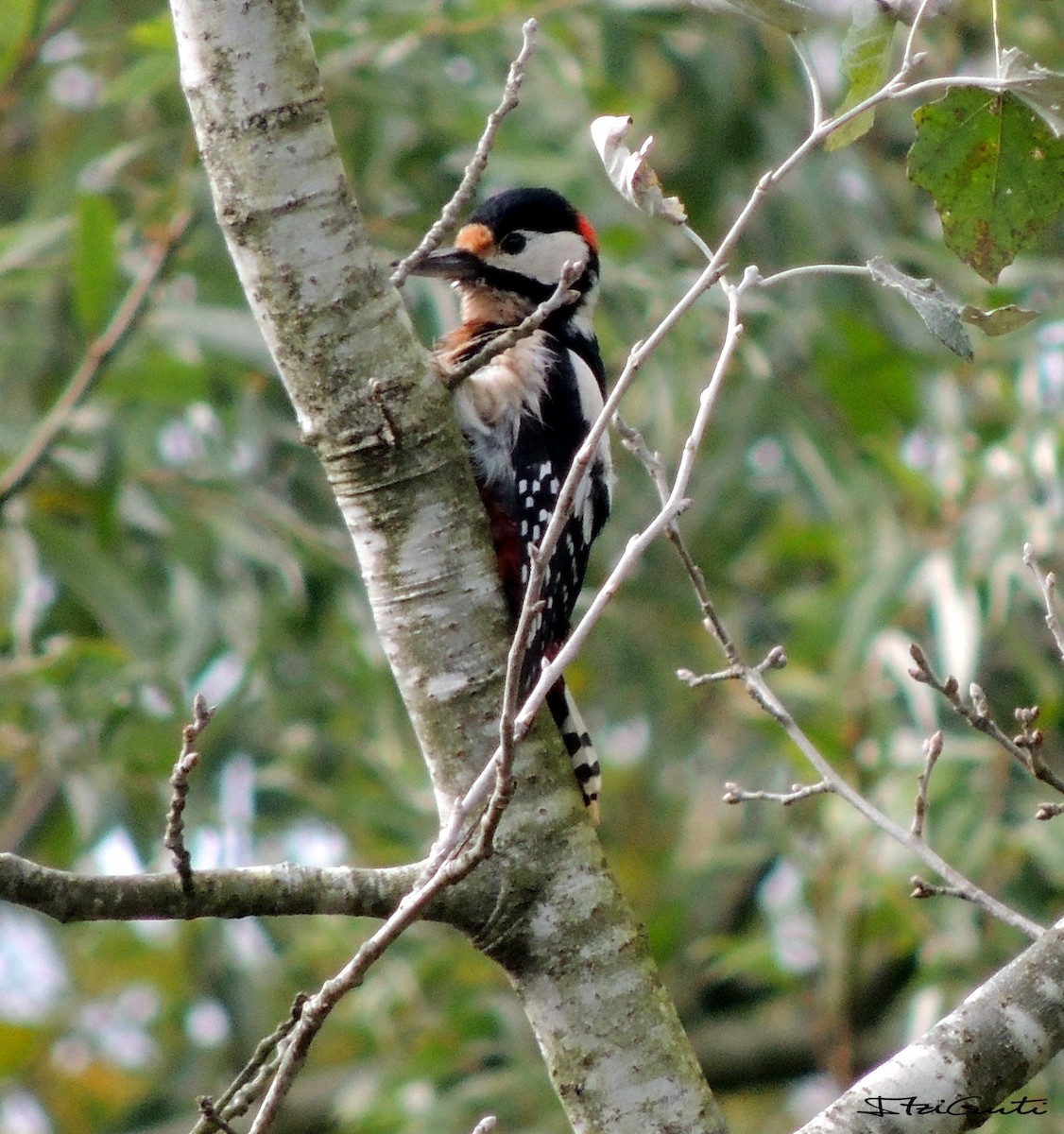 Great Spotted Woodpecker - Itziar Gutiérrez Uranga 🪶