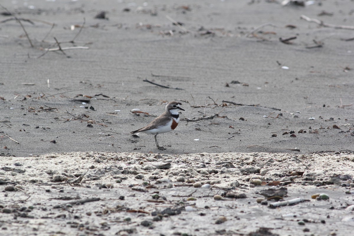 Double-banded Plover - ML198712121