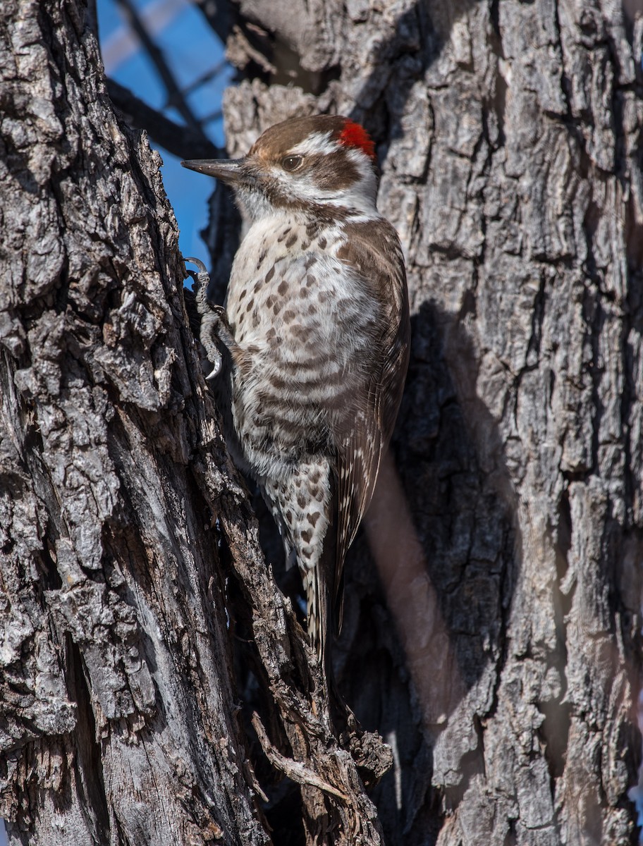 Arizona Woodpecker - ML198717421