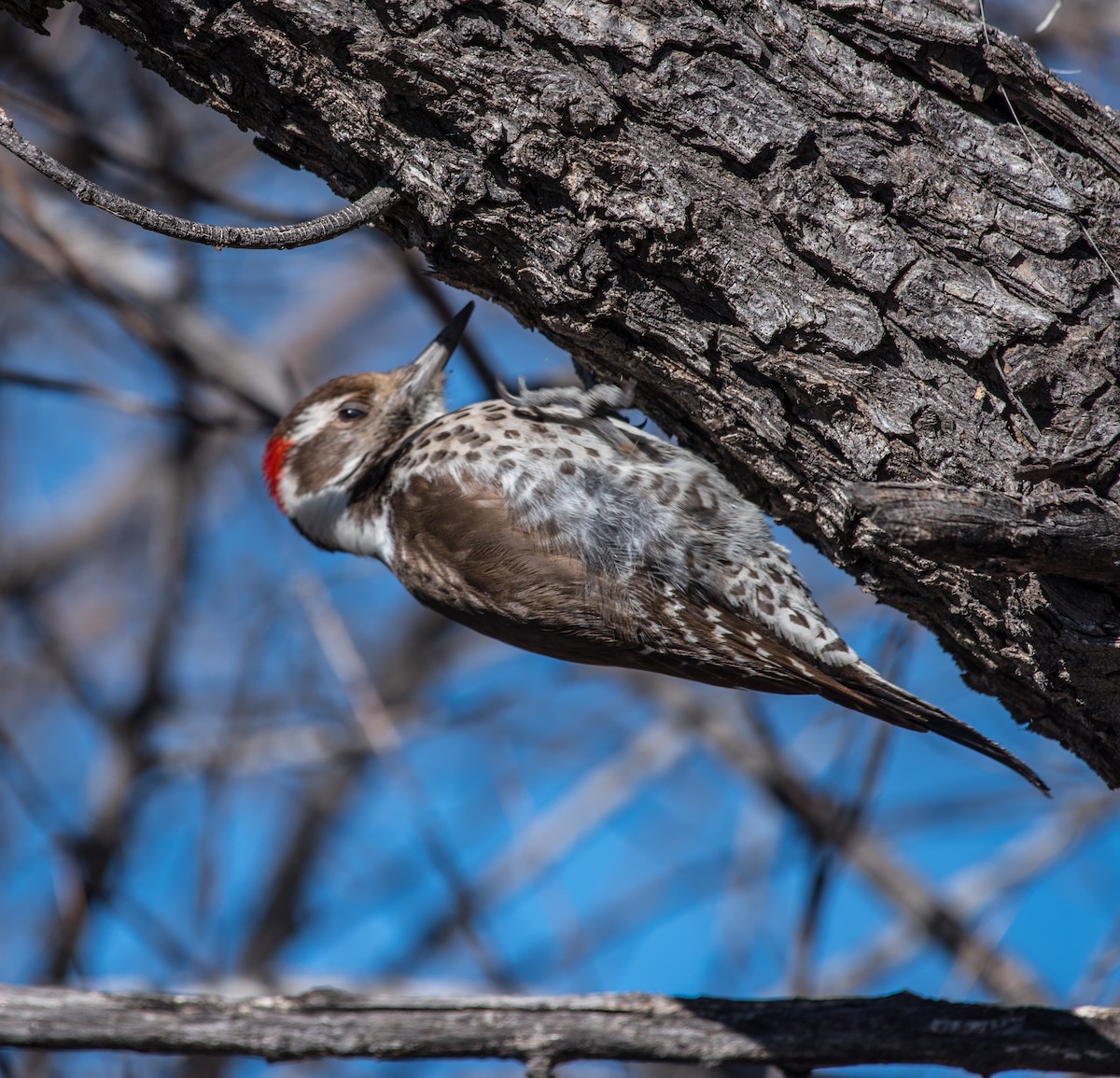Arizona Woodpecker - ML198717441