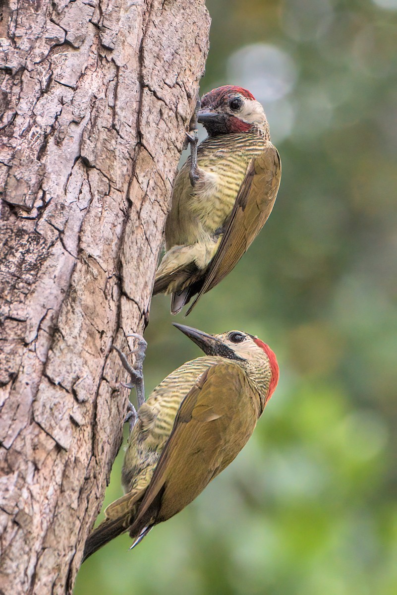 Golden-olive Woodpecker - ML198720271