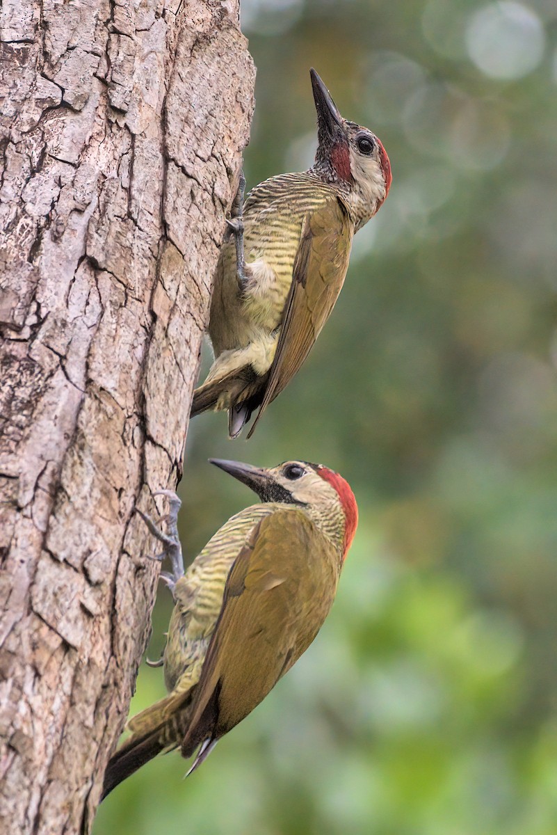 Golden-olive Woodpecker - ML198720541
