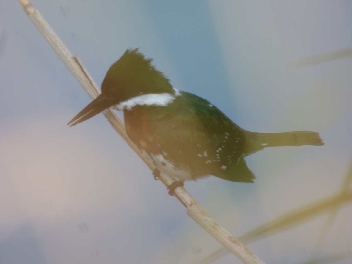 Green Kingfisher - ML198721051