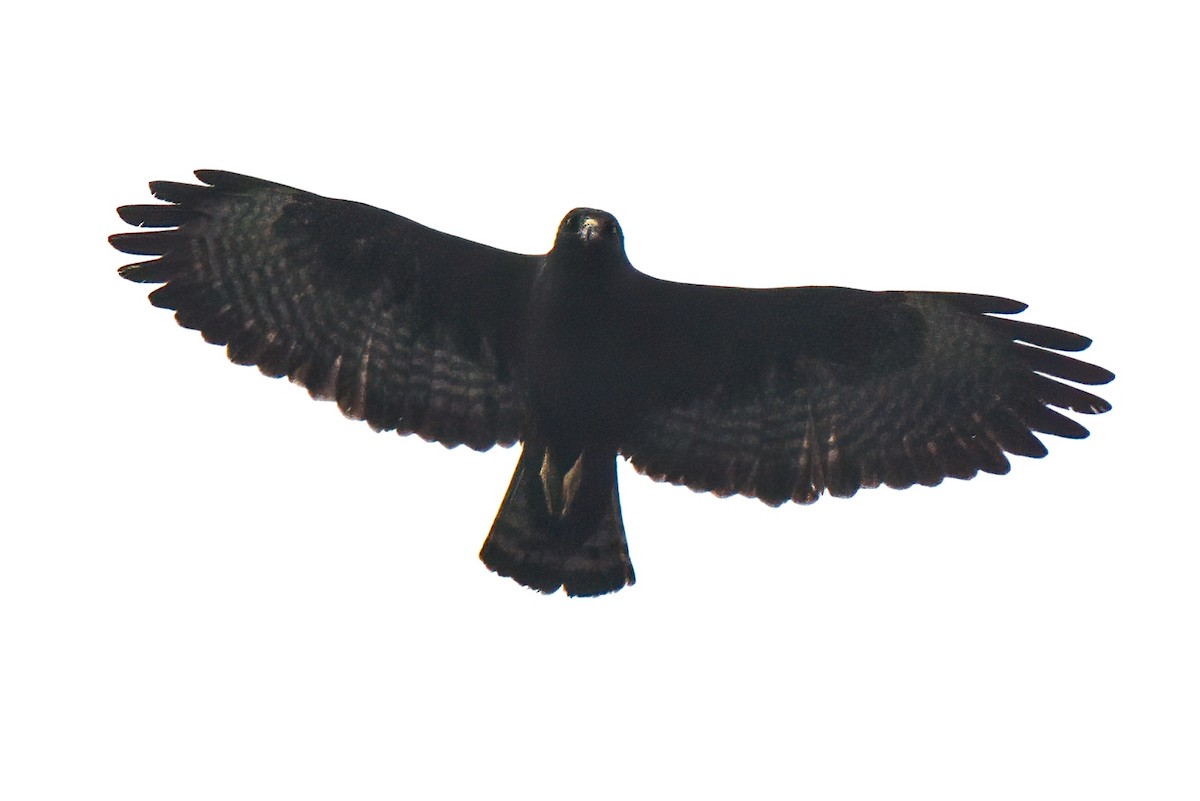 Short-tailed Hawk - ML198721671