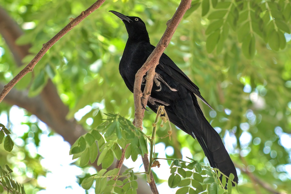 Great-tailed Grackle - ML198722521
