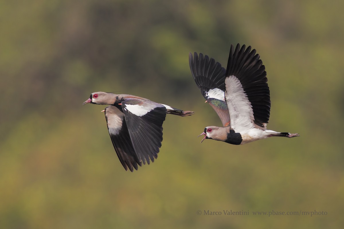 Southern Lapwing - Marco Valentini