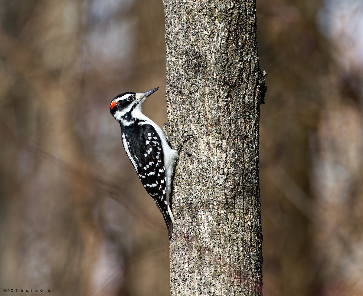 Hairy Woodpecker (Eastern) - Jonathan Klizas