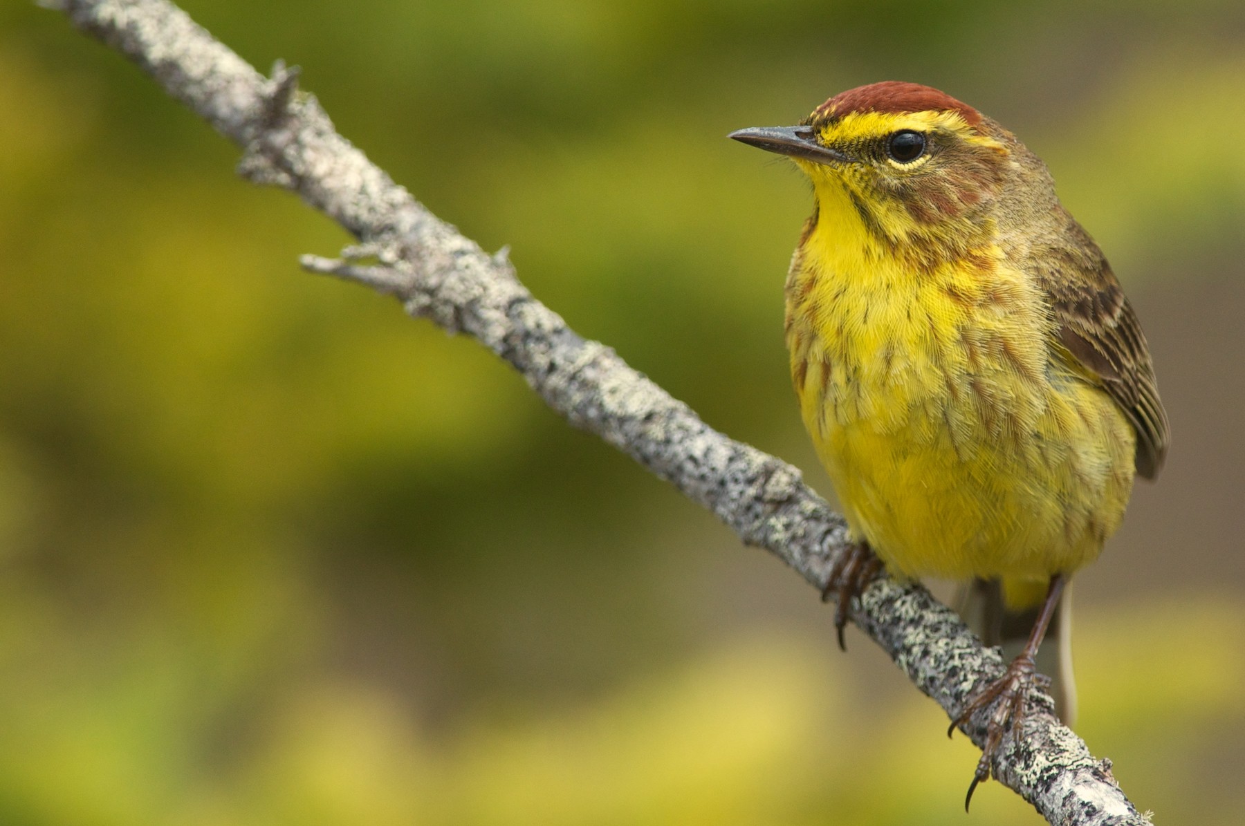 Palm Warbler (Yellow) - Amanda Guercio