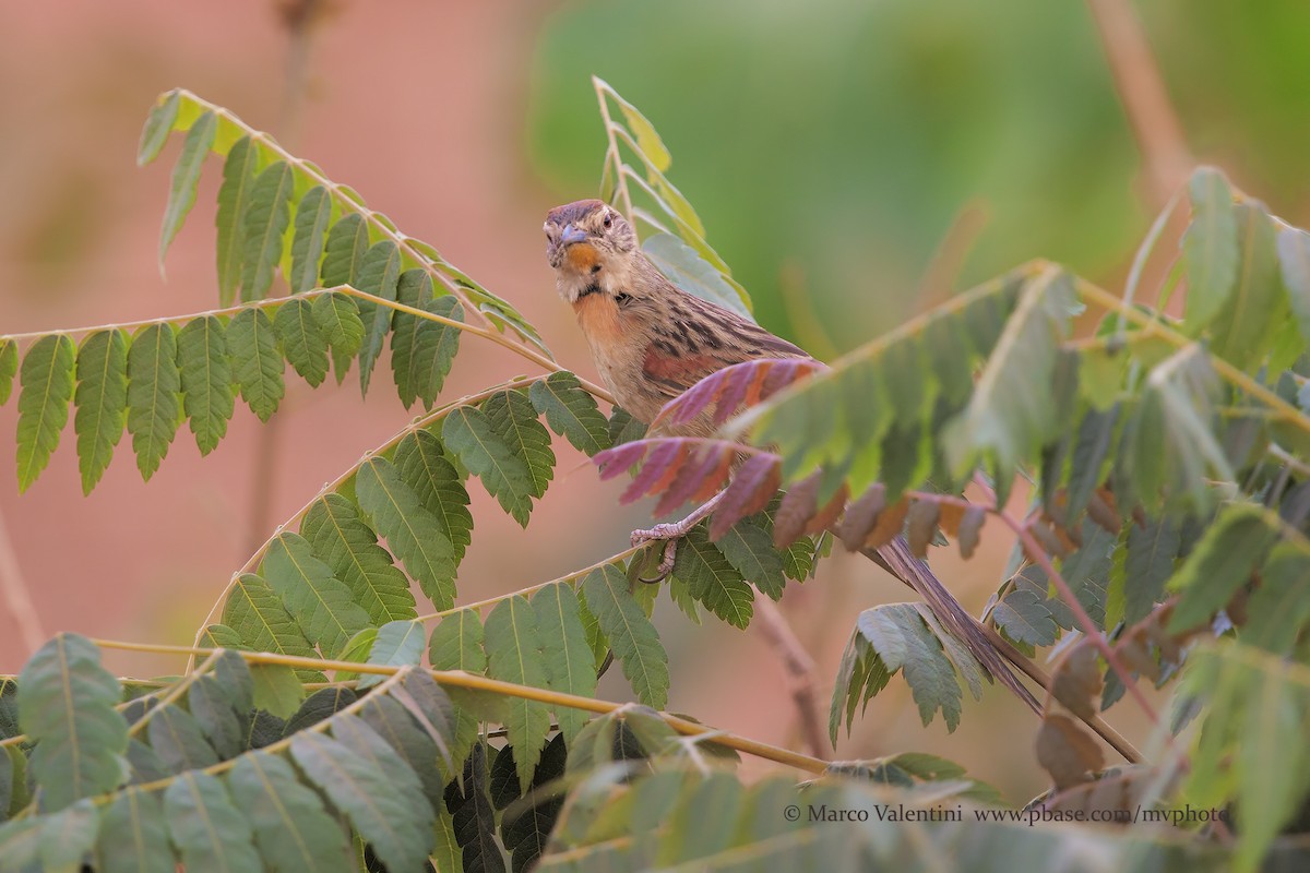 Chotoy Spinetail - ML198729931