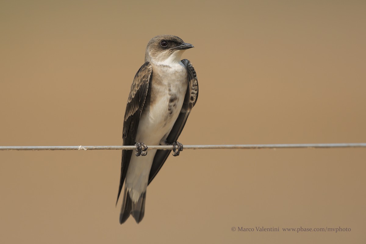 Brown-chested Martin - ML198730211