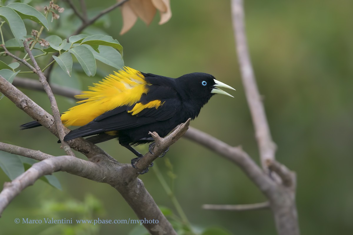 Yellow-rumped Cacique - ML198731481