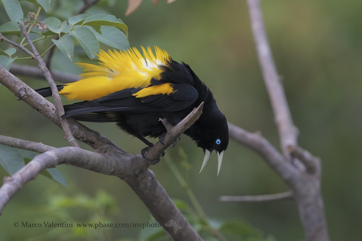Yellow-rumped Cacique - ML198731511