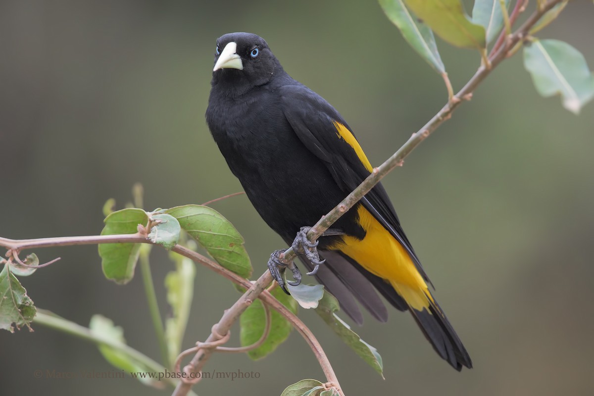 Yellow-rumped Cacique - ML198731561