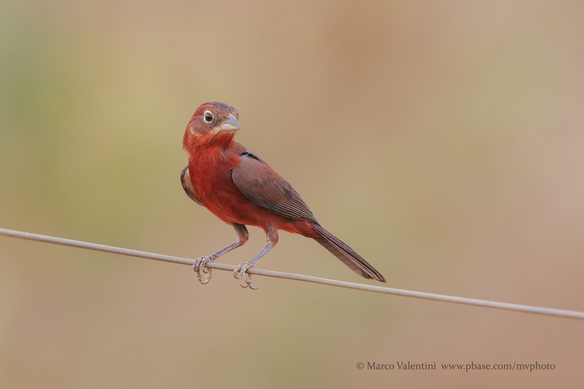 Red-crested Finch - ML198731851