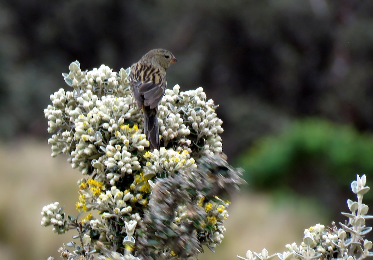 Plain-colored Seedeater - ML198733951