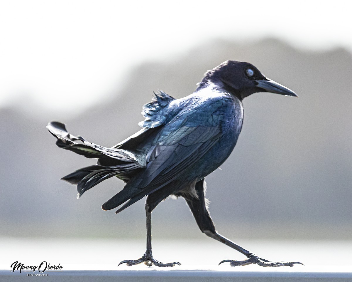 Boat-tailed Grackle - ML198734041