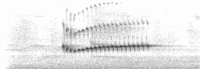 spydknottsmett (rufiventris gr.) - ML198734551
