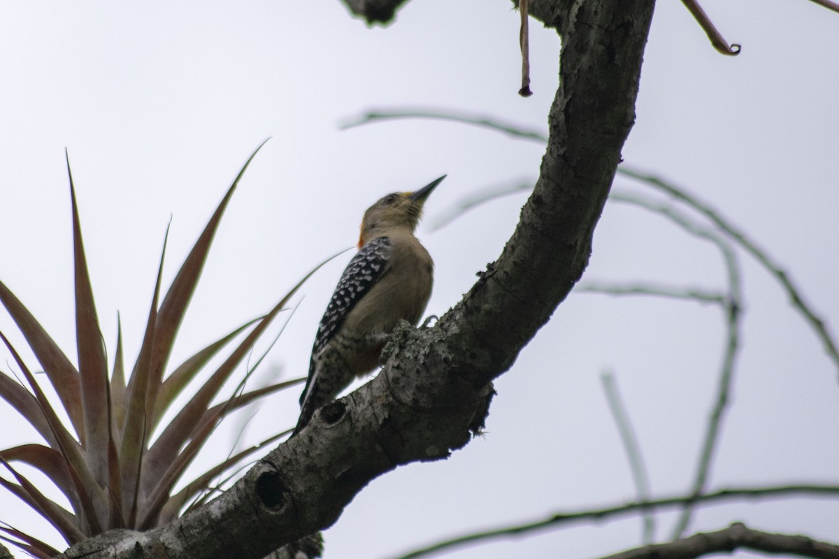 Red-crowned Woodpecker - ML198741391