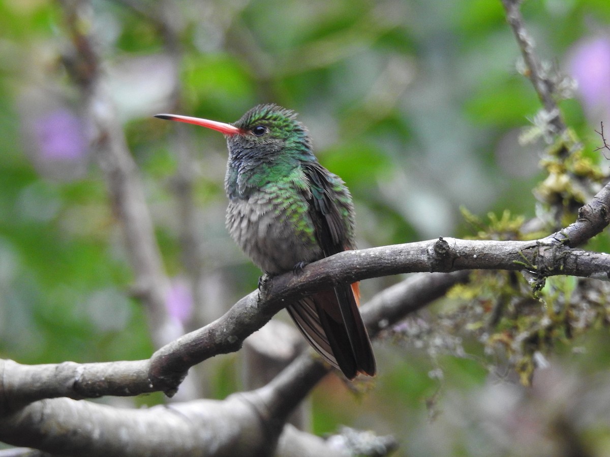 Rufous-tailed Hummingbird - ML198743101