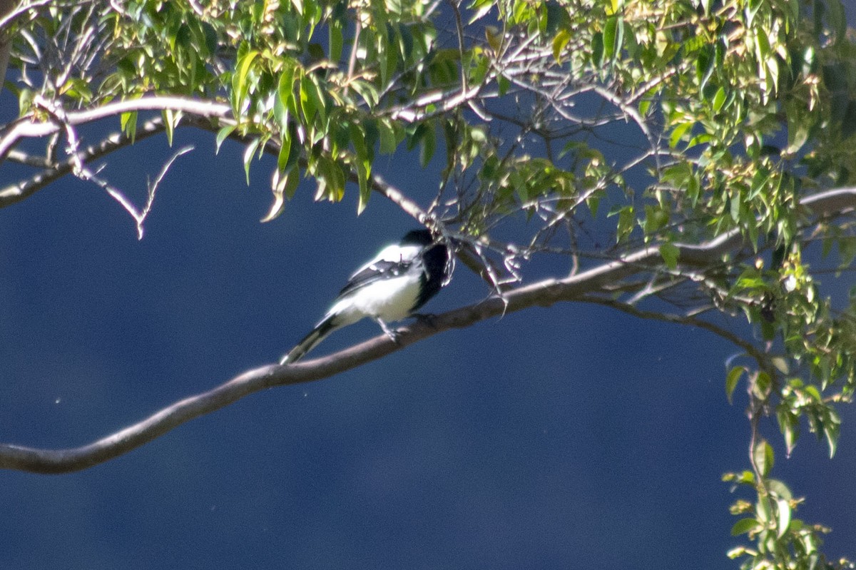 Magpie Tanager - ML198743461