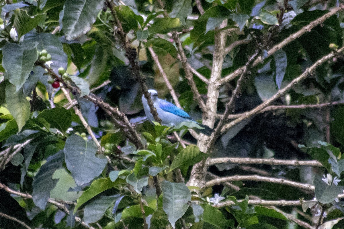 Blue-gray Tanager - ML198743701