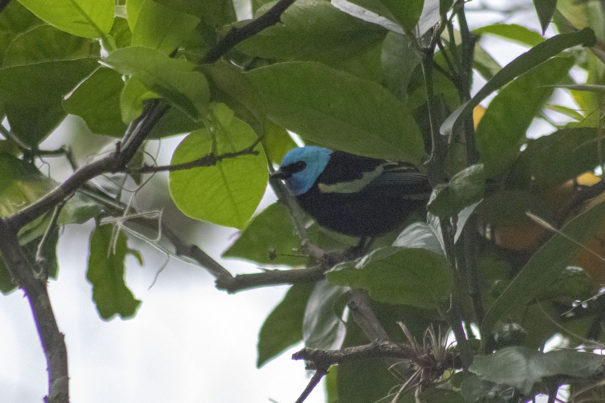 Blue-necked Tanager - ML198743861