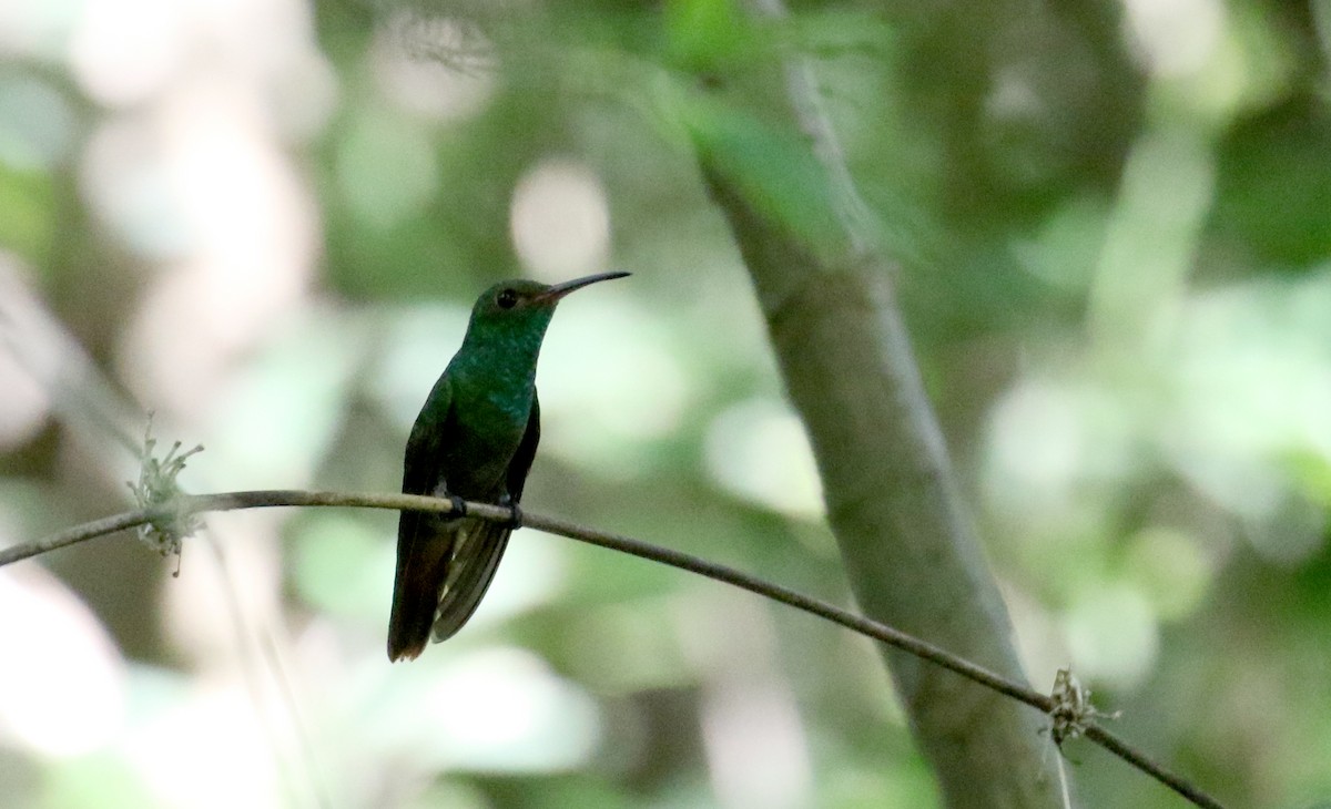 Rufous-tailed Hummingbird (Rufous-tailed) - ML198744651