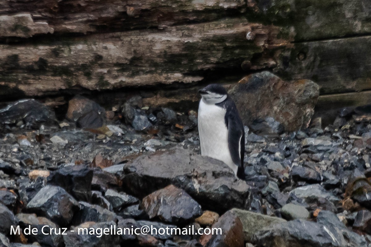 Антарктический пингвин - ML198744931