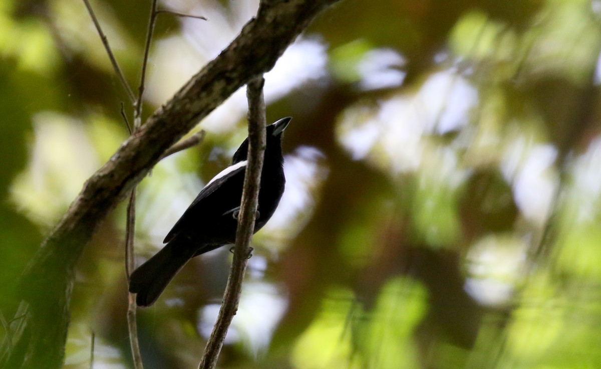 White-shouldered Tanager - ML198746121