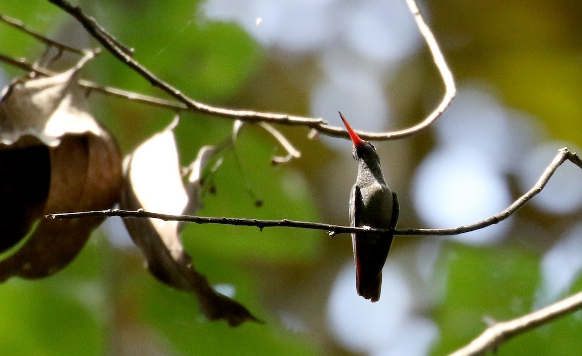 Rufous-tailed Hummingbird (Rufous-tailed) - ML198746231