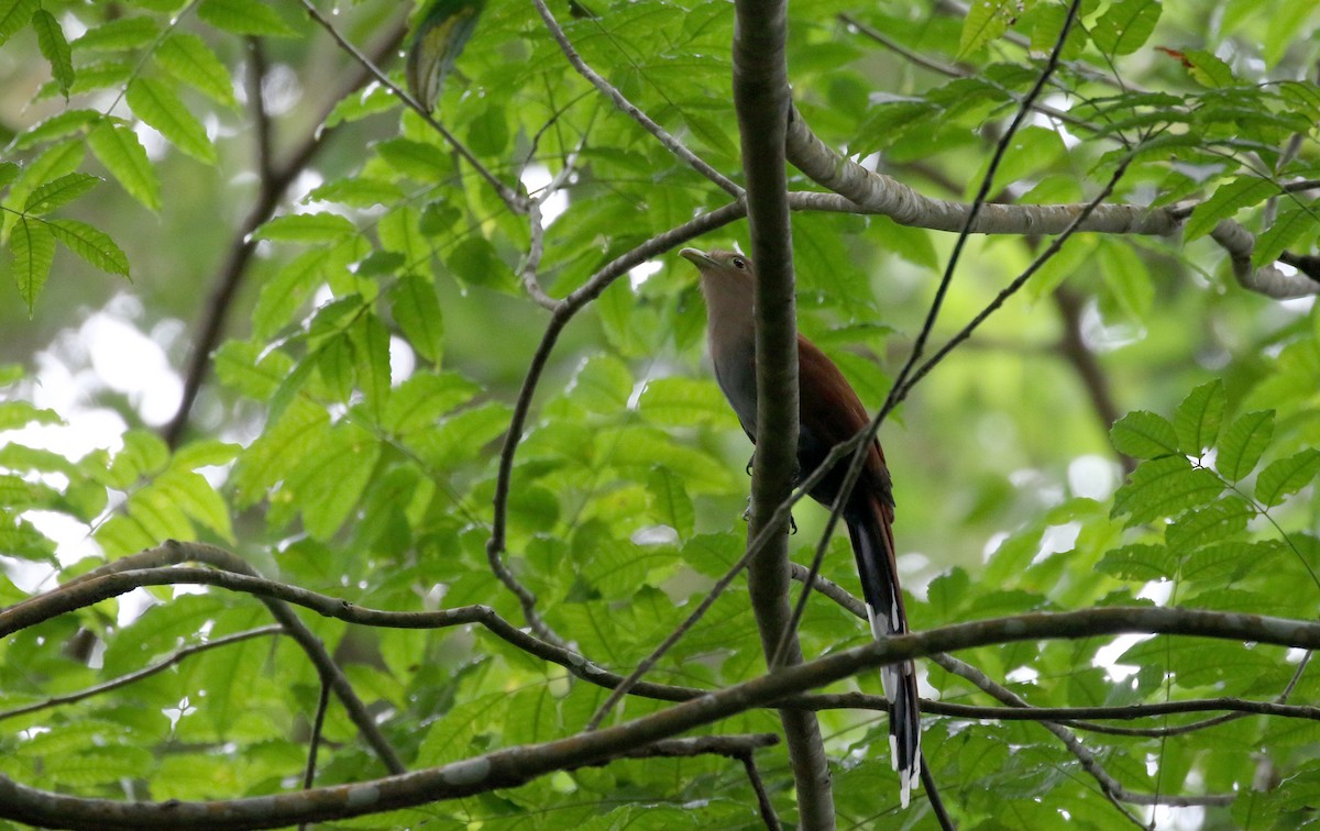 Squirrel Cuckoo (Middle America) - ML198746591