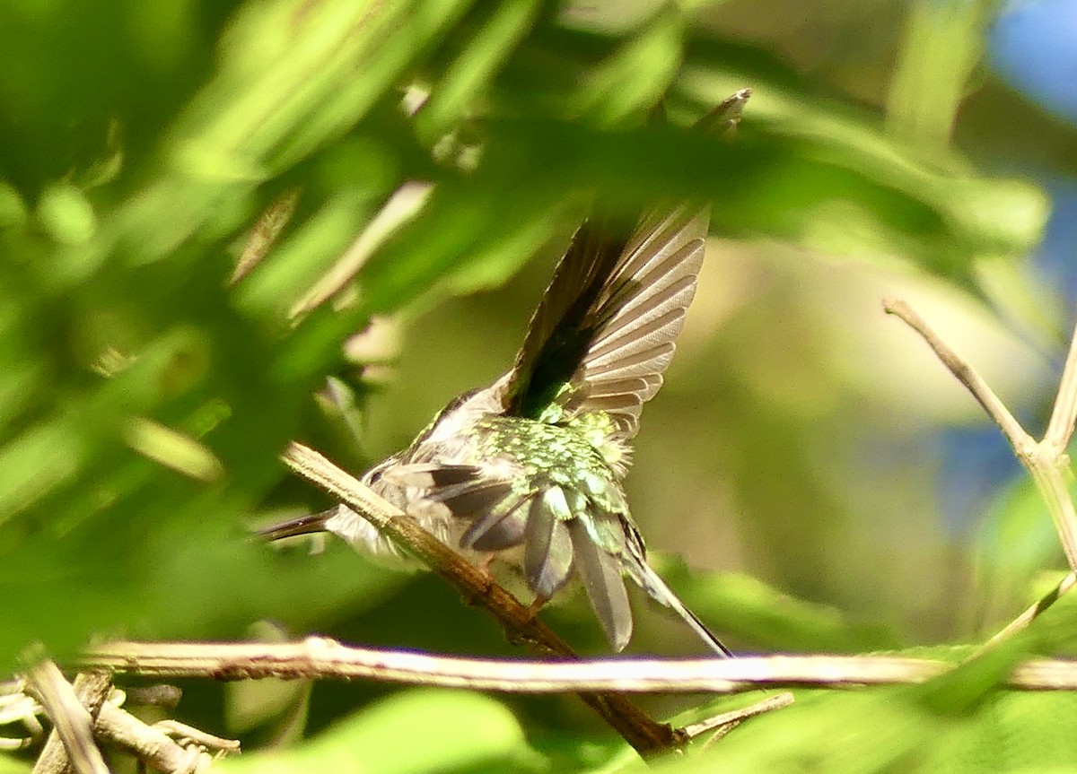kolibřík klínoocasý (ssp. excellens) - ML198748471
