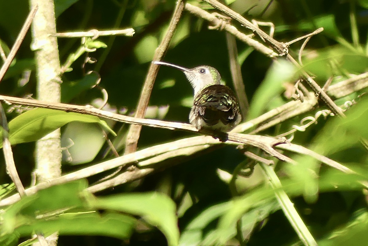 kolibřík klínoocasý (ssp. excellens) - ML198749271
