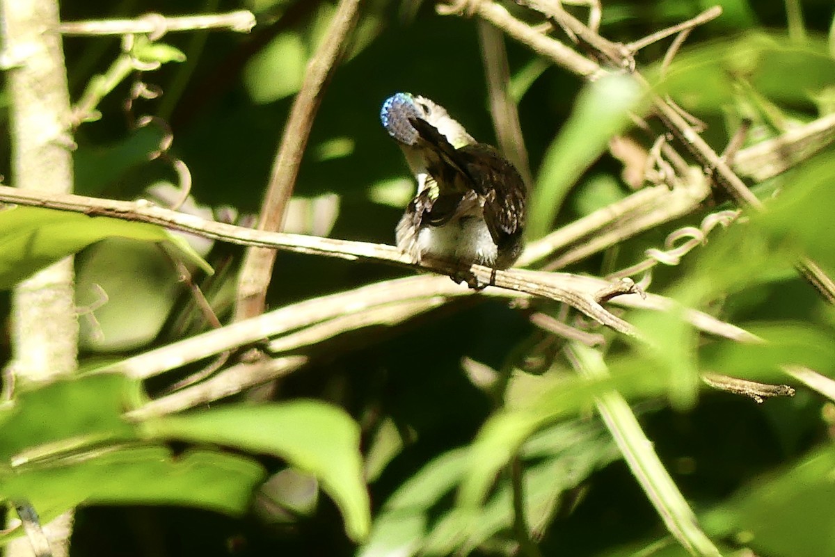 kolibřík klínoocasý (ssp. excellens) - ML198749421