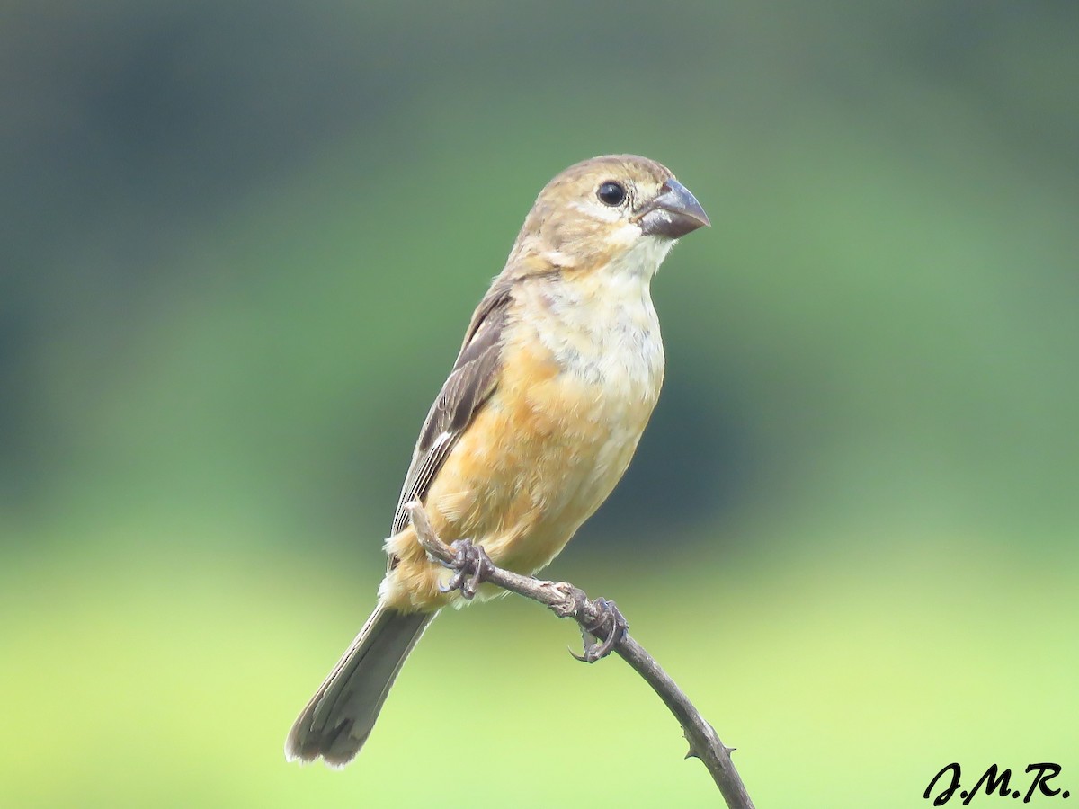 Rusty-collared Seedeater - ML198750101