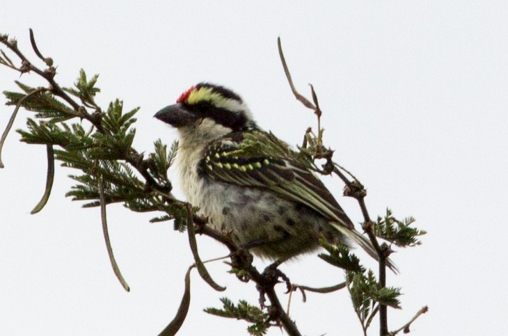 Red-fronted Barbet - ML198750441